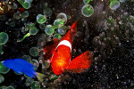 Colorful Lives: Photographic Stories from the Ocean